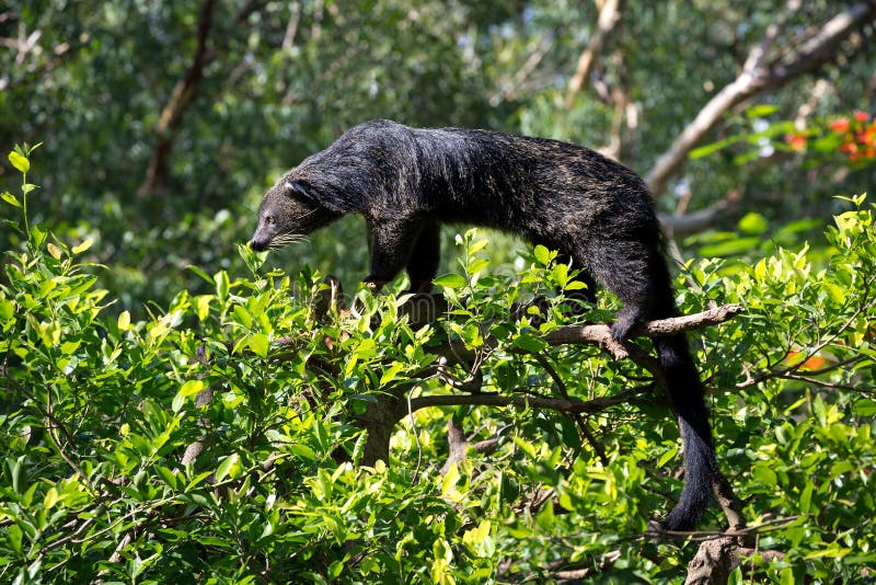 Binturong, Bearcat, Arctictis binturong.