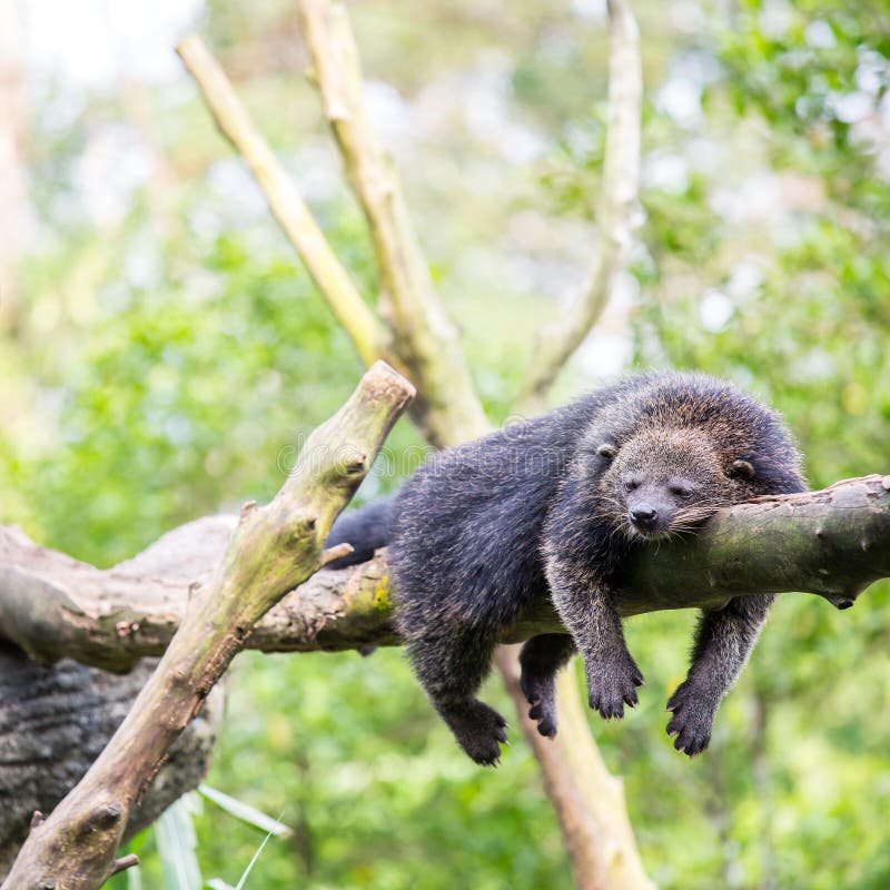 Binturong bearcat sleeping