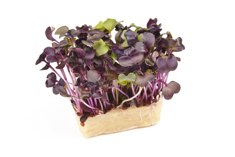 Mustard and Cress Roots and Stems Stock Photo Image of diet, growing
