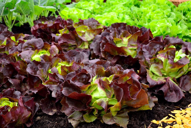 Salad garden bed stock image. Image of endivja, path, chicory 3382123