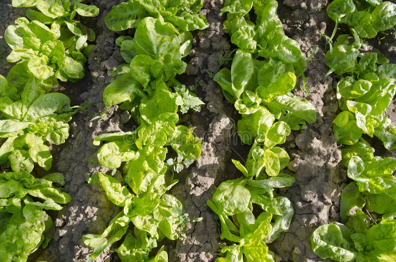 Bio lechuga creciente foto de archivo Bio lechuga creciente foto de archivo