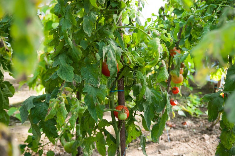 Bio- piantagione dei pomodori immagini stock Bio- piantagione dei pomodori immagini stock