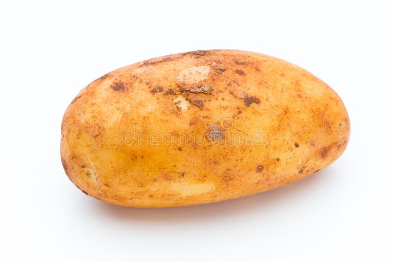 A Bio Russet Potato Isolated White Background. Stock Photo Image of