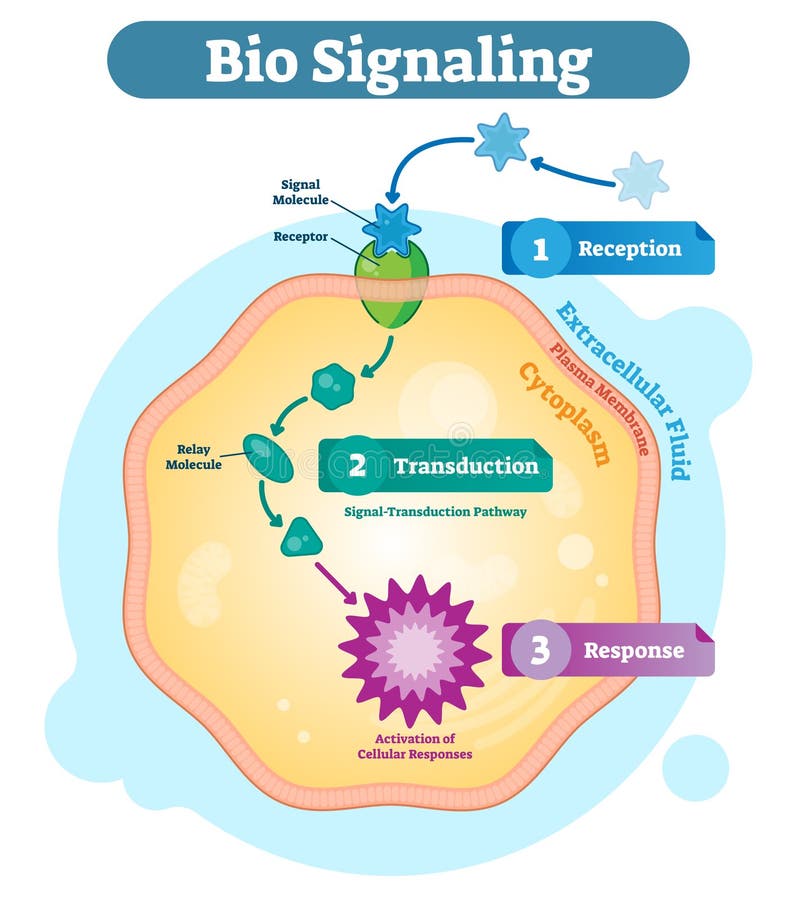 Bio signaling cell communication system, biological anatomy diagram vector illustration with receptor, transduction and response.