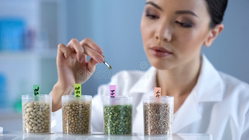 Biochimiste de Madame analysant des propriétés de nutrition d'inspection d'aliment biologique de grain de pois photographie stock libre de droits Biochimiste de Madame analysant des propriétés de nutrition d'inspection d'aliment biologique de grain de pois photographie stock libre de droits