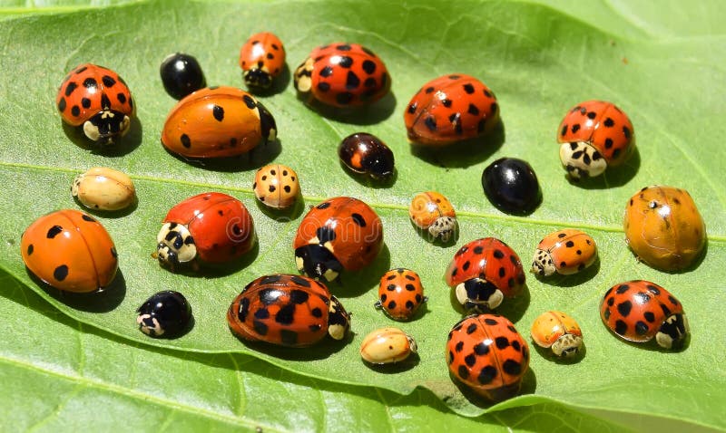 Les coccinelles (Coccinellidae) - le jardin des oiseaux