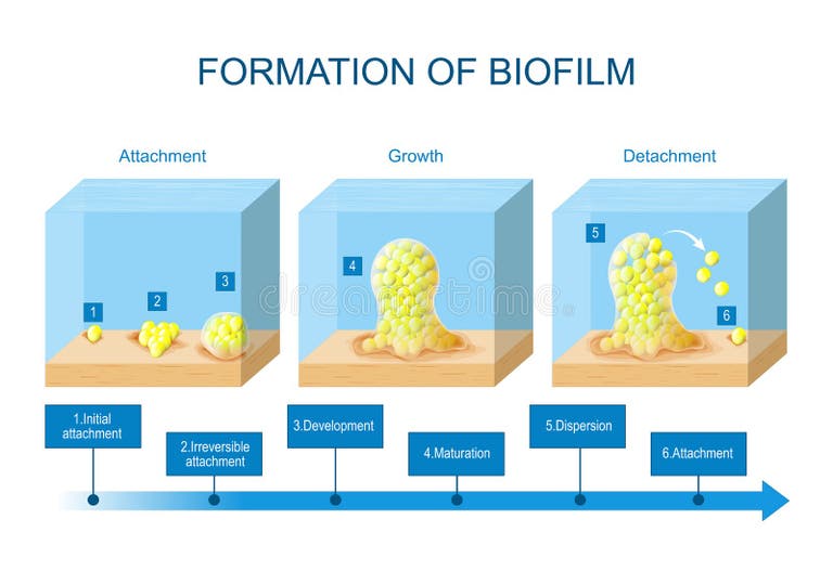 Biofilm Formation Stock Illustrations – 54 Biofilm Formation Stock