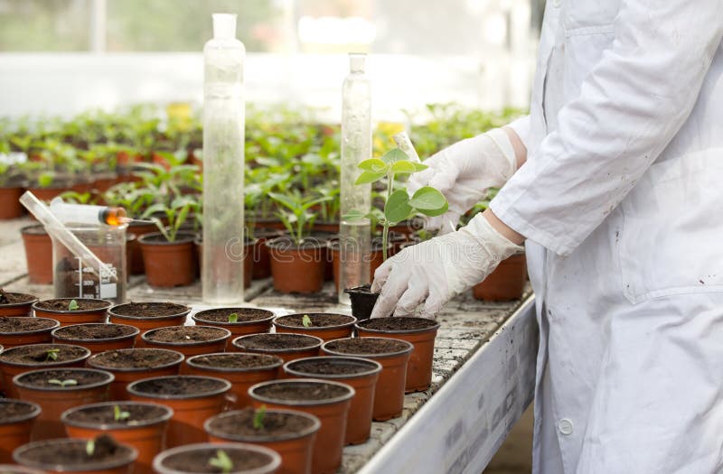 Close up of scientist's hands with protective gloves holding sprout and test tube in greenhouse. Close up of scientist's hands with protective gloves holding sprout and test tube in greenhouse