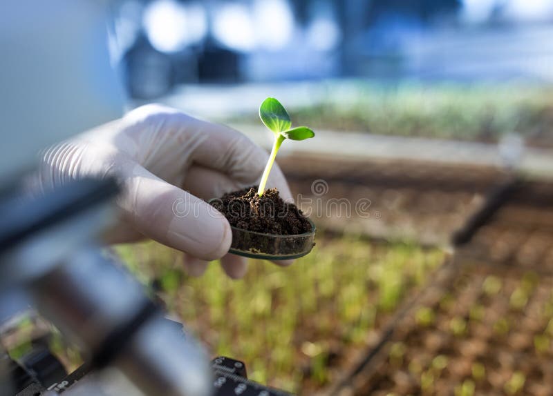 Close up of biologist`s hand with protective gloves holding petri dish with soil and young plant in front of microscope in greenhouse. Biotechnology, plant care and protection concept. Close up of biologist`s hand with protective gloves holding petri dish with soil and young plant in front of microscope in greenhouse. Biotechnology, plant care and protection concept