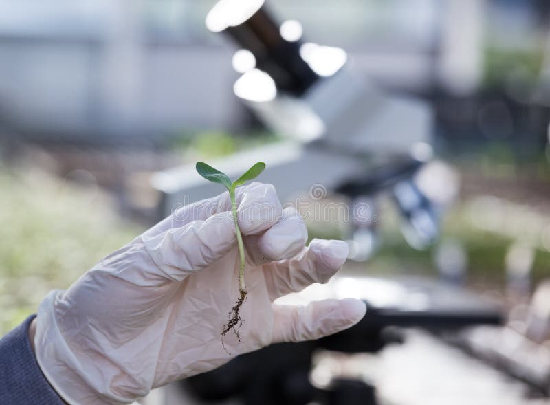 Close up of biologist`s hand with protective gloves holding sprout with microscope in background. Biotechnology, plant care and protection concept. Close up of biologist`s hand with protective gloves holding sprout with microscope in background. Biotechnology, plant care and protection concept