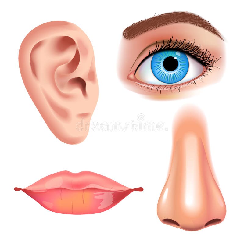 Biologia humana, ilustração da anatomia dos órgãos Estilo realístico enfrente o beijo detalhado ou os bordos e a orelha, o olho o ilustração stock Biologia humana, ilustração da anatomia dos órgãos Estilo realístico enfrente o beijo detalhado ou os bordos e a orelha, o olho o ilustração stock
