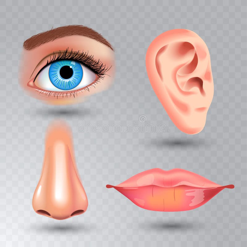 Biologia umana, illustrazione di anatomia degli organi Stile realistico affronti il bacio dettagliato o labbra ed orecchio, occhi illustrazione di stock Biologia umana, illustrazione di anatomia degli organi Stile realistico affronti il bacio dettagliato o labbra ed orecchio, occhi illustrazione di stock