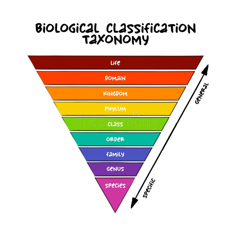 what is taxonomic assignment