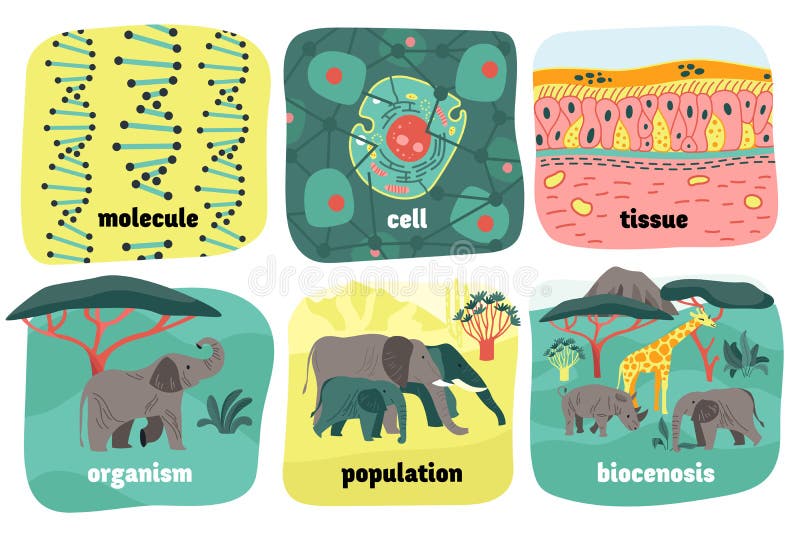Biological hierarchy composition with views of molecule cell and tissue with elephants population and editable text vector illustration. Biological classification system vectors