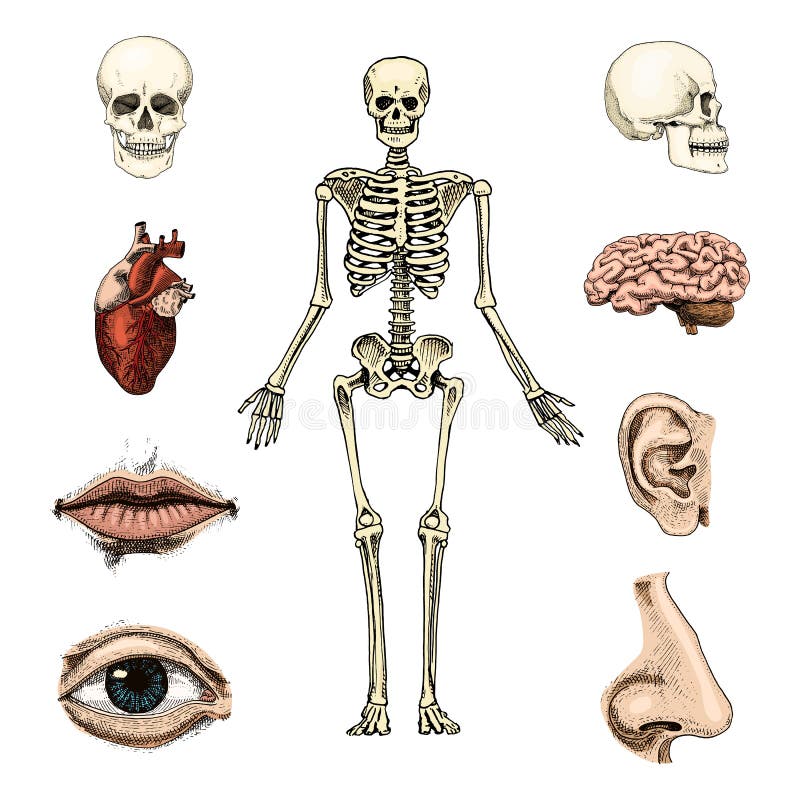 Biologie humaine, illustration d'anatomie gravé tiré par la main dans le vieux style de croquis et de vintage silhouette de crâne illustration de vecteur Biologie humaine, illustration d'anatomie gravé tiré par la main dans le vieux style de croquis et de vintage silhouette de crâne illustration de vecteur