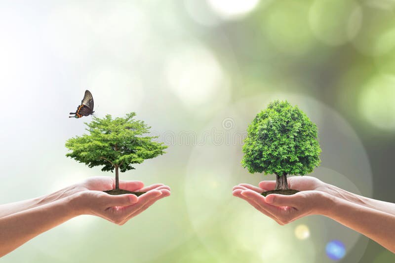 Biologische vielfalt im Ökosystemkonzept mit Bioverschiedenartigkeit in den Baumarten, die ökologische Leben pflanzen und zu rette