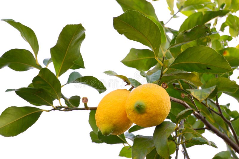 Biologisk citronwhite