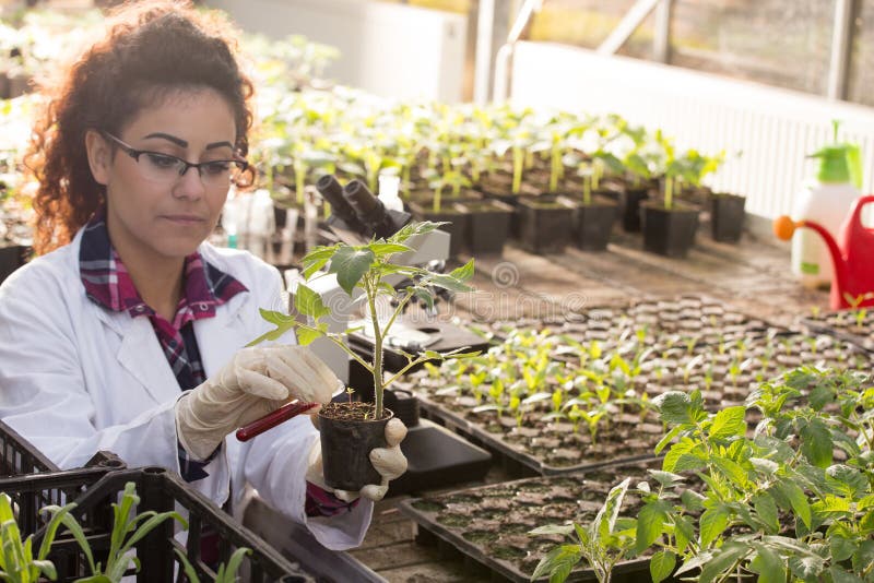Biologist pouring chemicals in pot with sprout royalty free stock images Biologist pouring chemicals in pot with sprout royalty free stock images