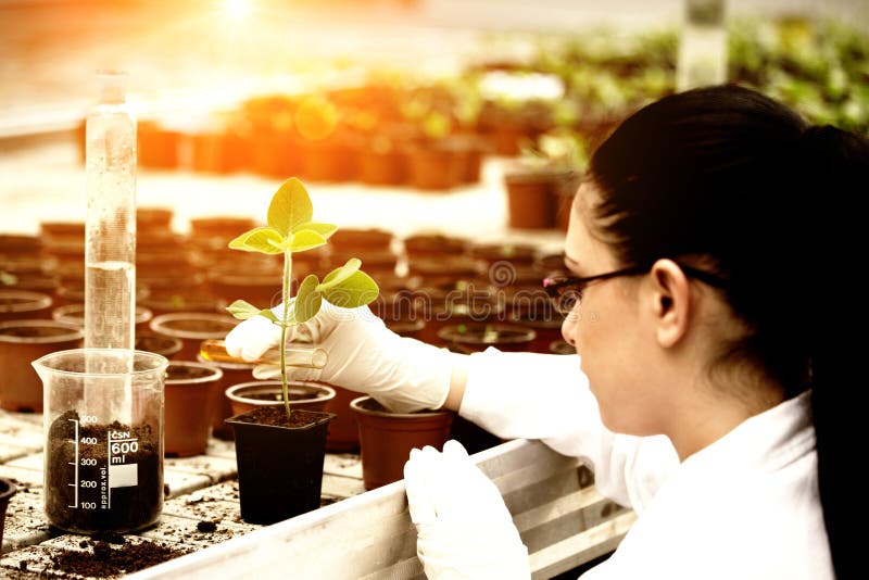 Biologist pouring liquid into flower pot with sprout stock images Biologist pouring liquid into flower pot with sprout stock images