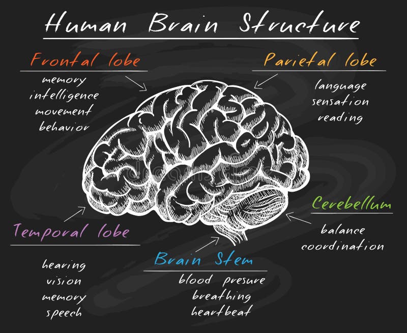 Human brain diagram crossword