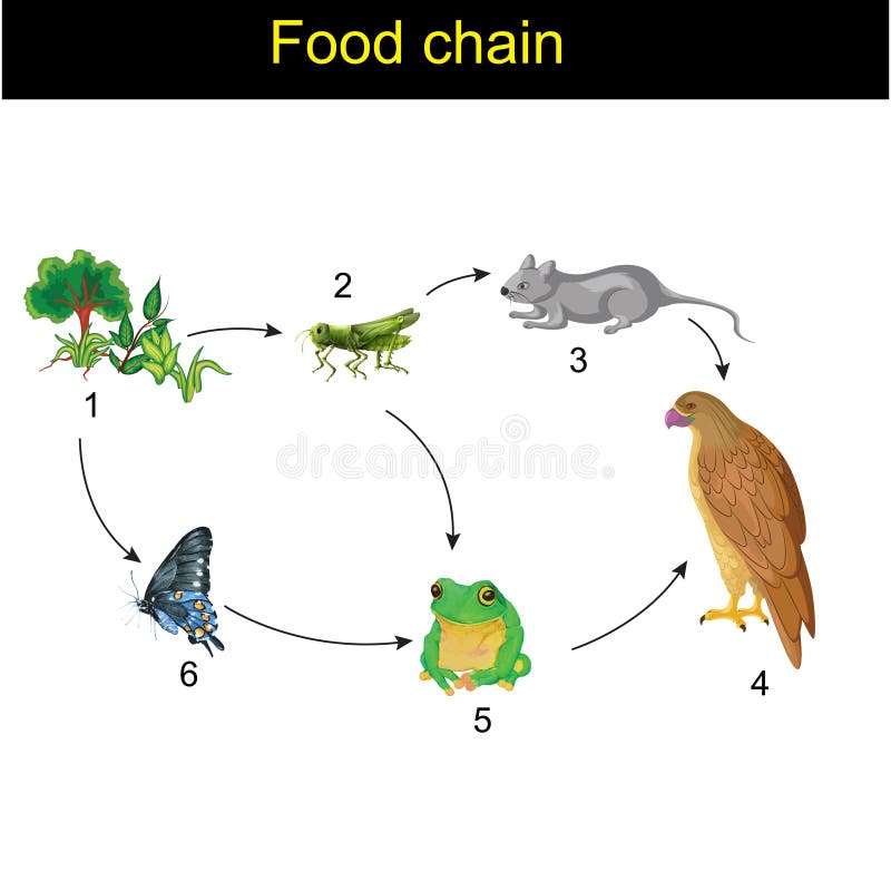 Biología - versión 01 de la cadena alimentaria