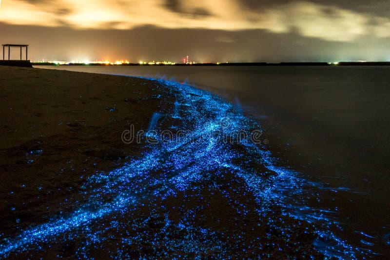 Bioluminescence Illumination du plancton chez les Maldives photographie stock libre de droits Bioluminescence Illumination du plancton chez les Maldives photographie stock libre de droits