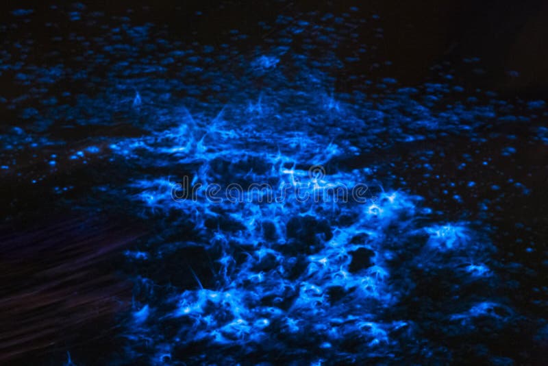 Bioluminescence sea sparkle in ocean tide. Bioluminescence in ocean tide at night when the best time toveiw it. The organism is so small thousands can fit in a royalty free stock photography