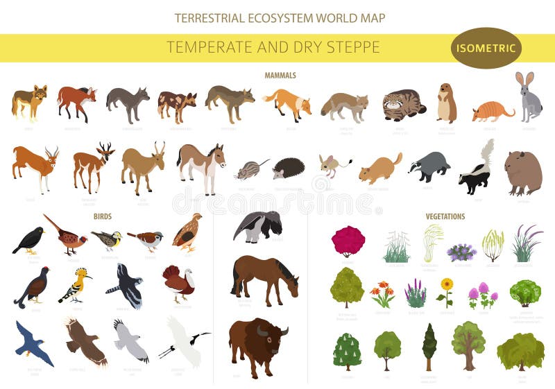 Bioma de estepa templada y seca región natural infografía isométrica. prarie steppe grassland pampas. ecosistema terrestre