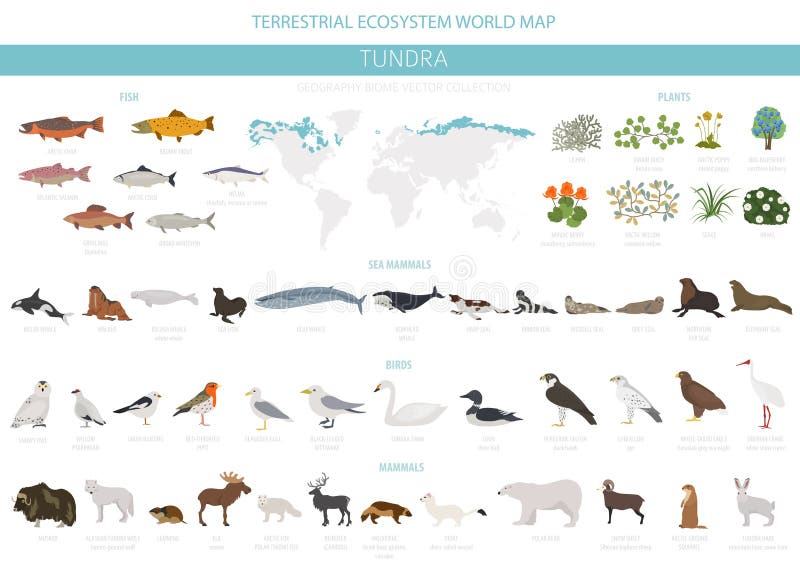 Bioma de la tundra Mapa del mundo terrestre del ecosistema Diseño infographic ártico de los animales, de los pájaros, de los pesc