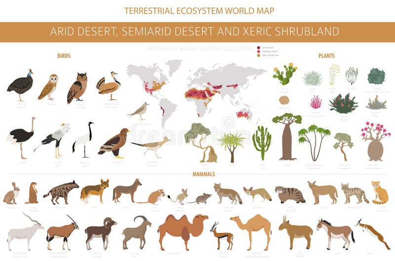 Bioma del desierto arbusto xerico región natural infográfica. mapa mundial de ecosistemas terrestres. diseño de aves animales y ve