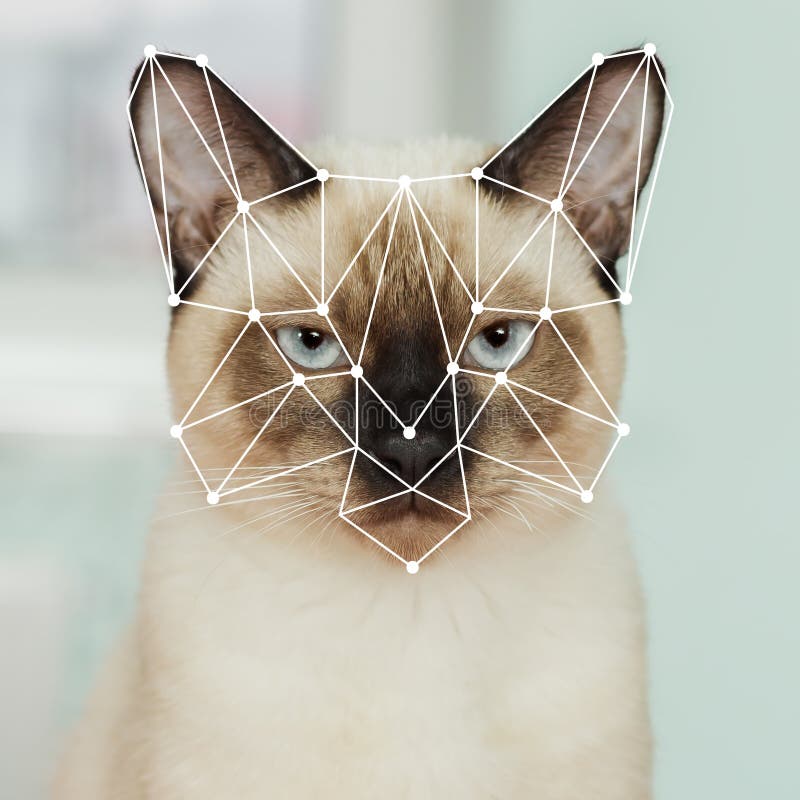 Biometrische controle van binnenlandse Thaise kat Gezichtserkenning royalty-vrije stock afbeelding Biometrische controle van binnenlandse Thaise kat Gezichtserkenning royalty-vrije stock afbeelding