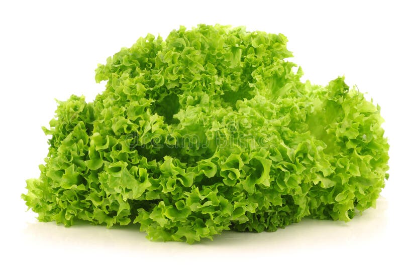 Freshly harvested Lollo Bionda lettuce on a white background. Freshly harvested Lollo Bionda lettuce on a white background