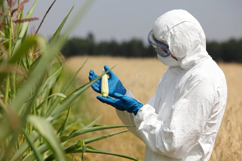 Biotechnologia inżynier egzamininuje niewyrobionego kukurydzanego cob na polu