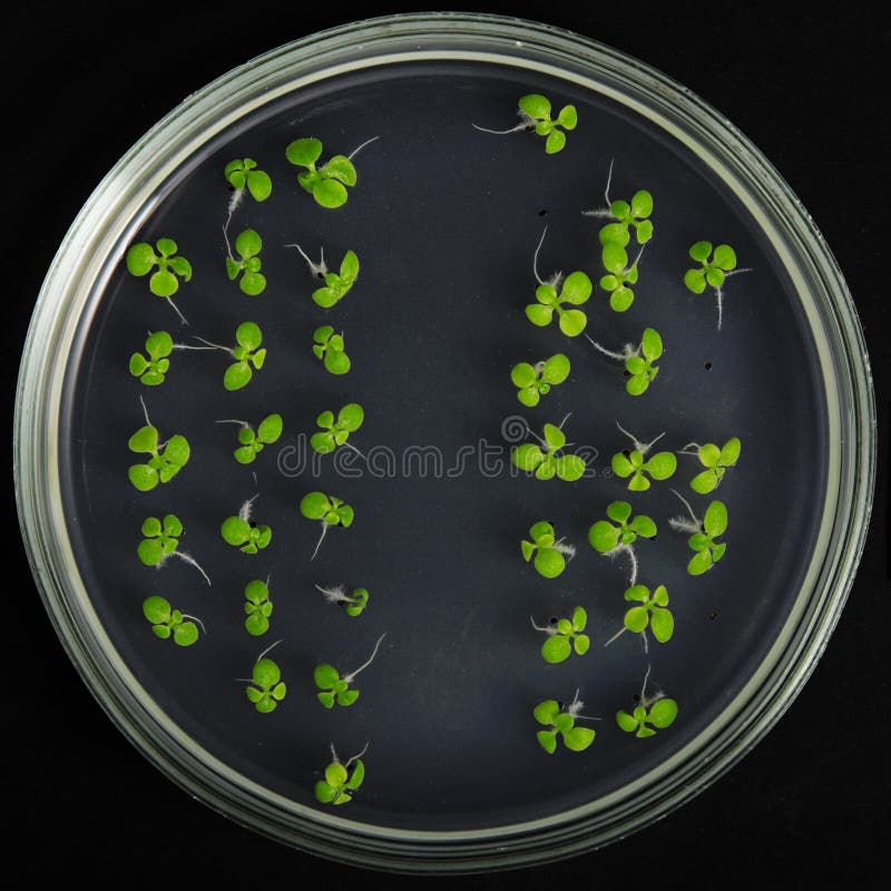 Biotechnologie photographie stock libre de droits Biotechnologie photographie stock libre de droits