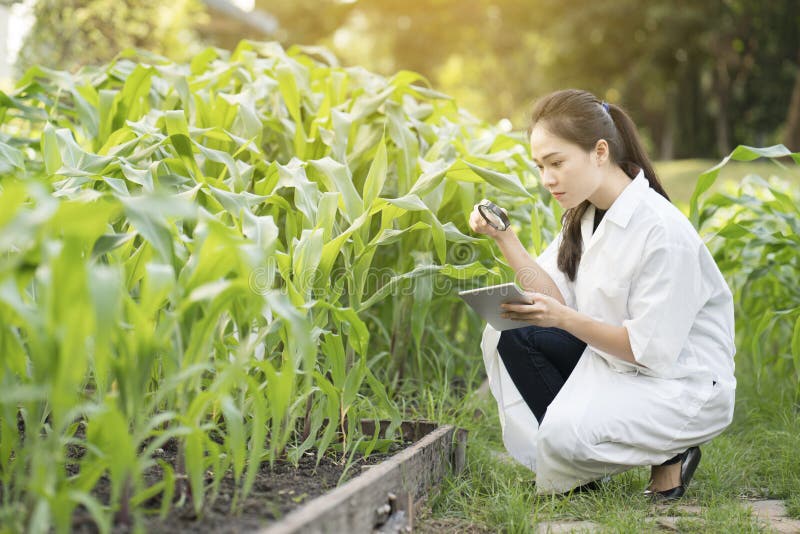 Biotechnologii kobiety inżynier egzamininuje roślina liść dla choroby
