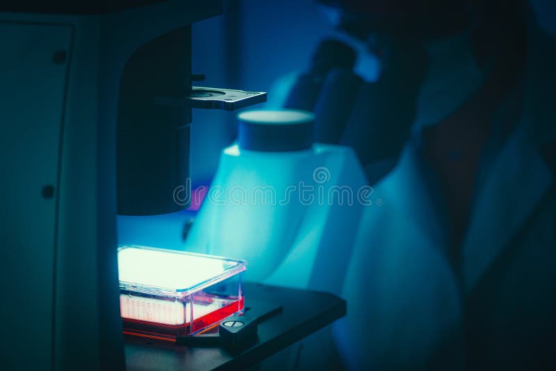 Biotechnology Researcher in Laboratory Working with Cell Culture Stock