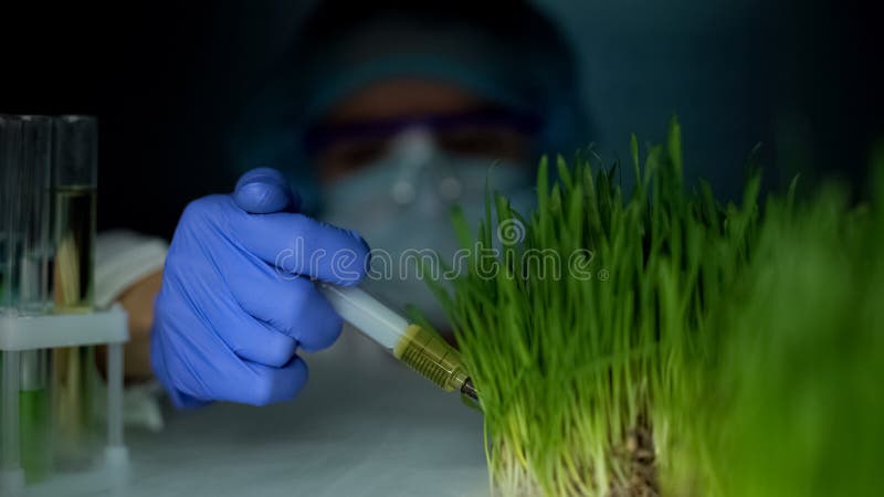 Biotecnologo che inietta liquido nel campione dell'erba, allevamento genetico, agricoltura fotografia stock libera da diritti Biotecnologo che inietta liquido nel campione dell'erba, allevamento genetico, agricoltura fotografia stock libera da diritti