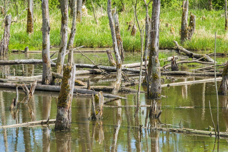 Biotopo con tocones de árbol en agua imagenes de archivo