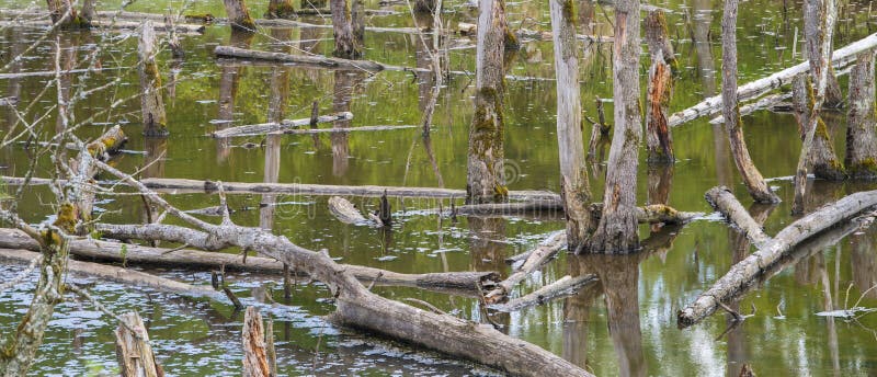 Biotopo con tocones de árbol en agua foto de archivo