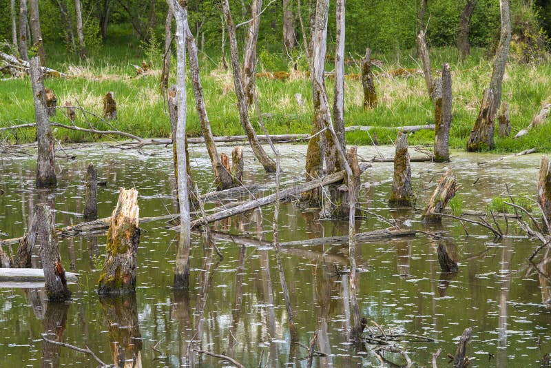 Biotopo con tocones de árbol en agua imagenes de archivo