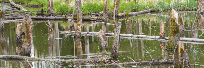 Biotopo con tocones de árbol en agua imágenes de archivo libres de regalías