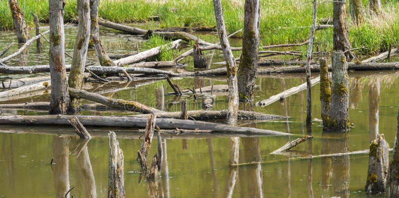 Biotopo con tocones de árboles imagen de archivo libre de regalías