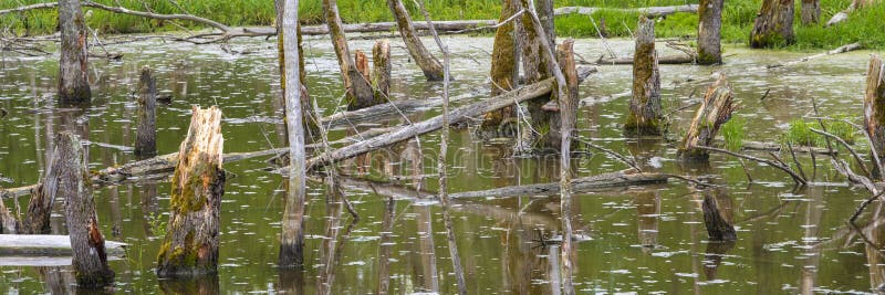 Biotopo con tocones de árboles foto de archivo