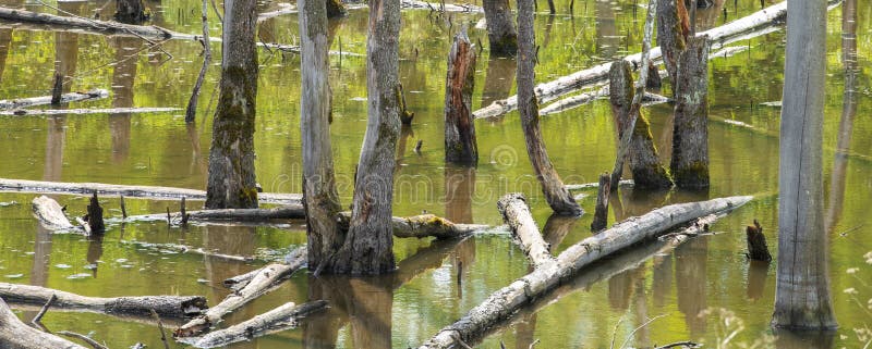Biotopo con trozos de árbol en el agua foto de archivo libre de regalías