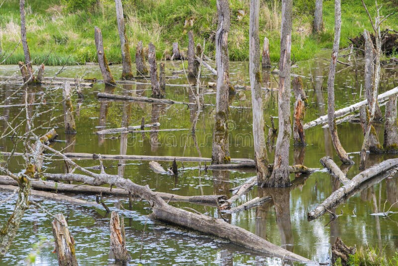 Biotopo con trozos de árbol en el agua imagen de archivo
