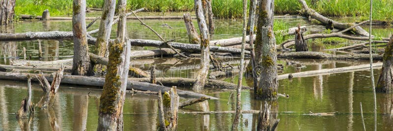 Biotopo con trozos de árbol en el agua foto de archivo