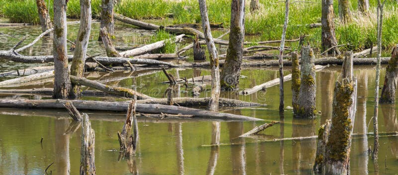 Biotopo con trozos de árbol en el agua fotografía de archivo libre de regalías
