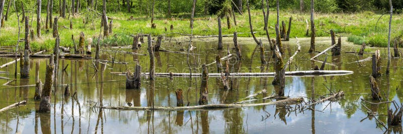 Biotopo con tocones de árboles en el agua fotografía de archivo