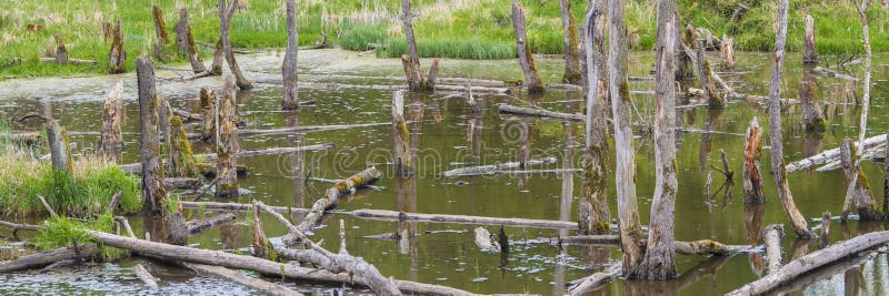 Biotopo con tocones de árboles en el agua imagen de archivo