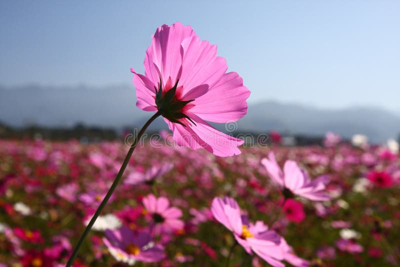 Bipinnatus de cosmos image stock Bipinnatus de cosmos image stock